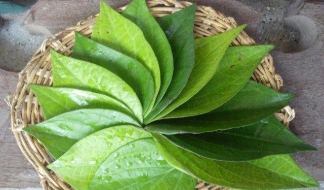 Betel Leaves Treats Scalp Acne